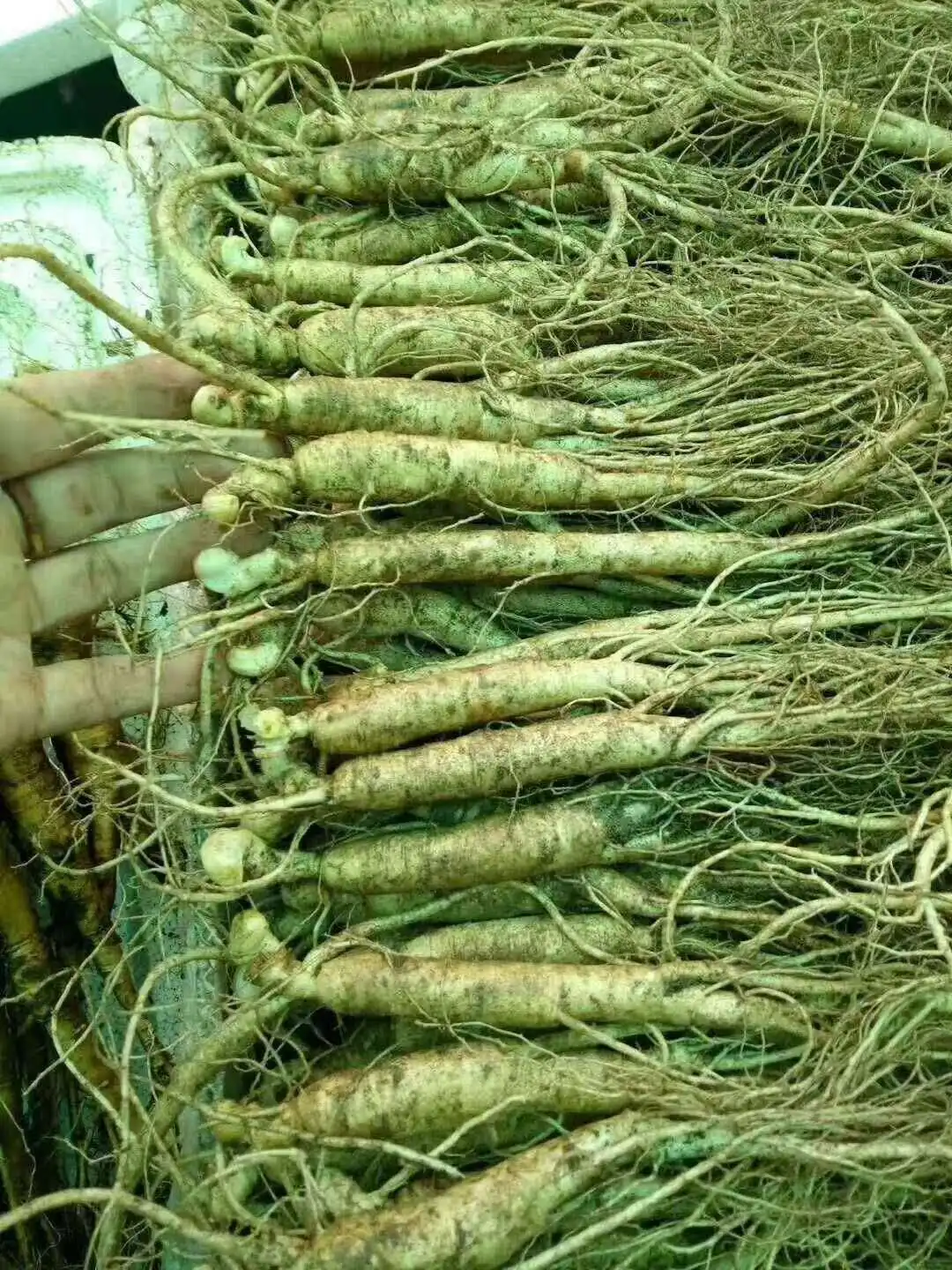 
new fresh Ginseng with honey slice 