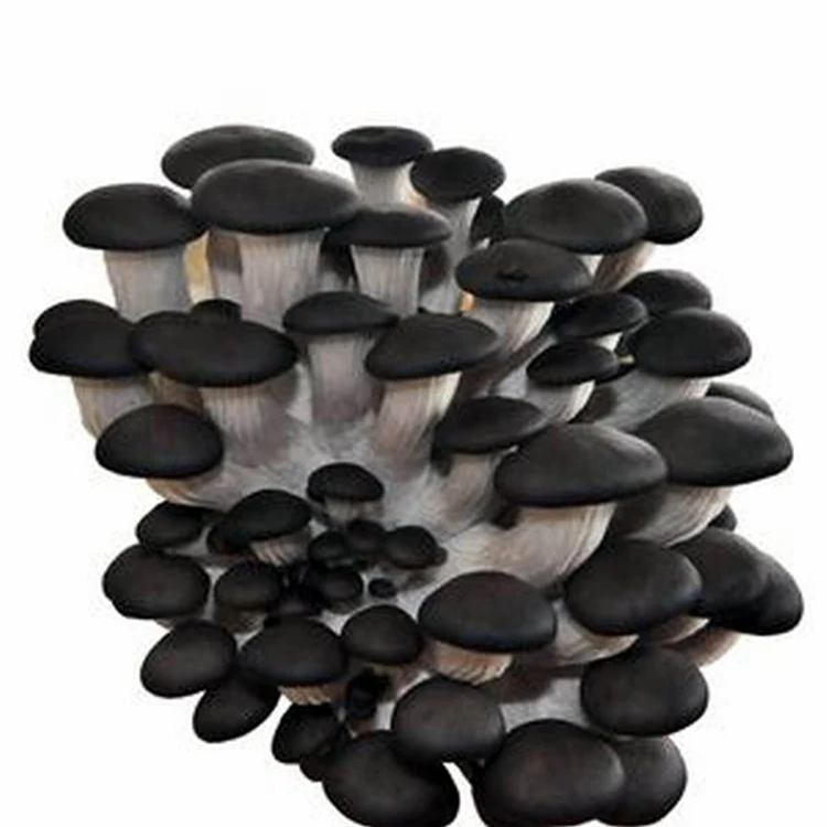 
High Quality Factory Price Oyster Mushroom Spawn For Sale 