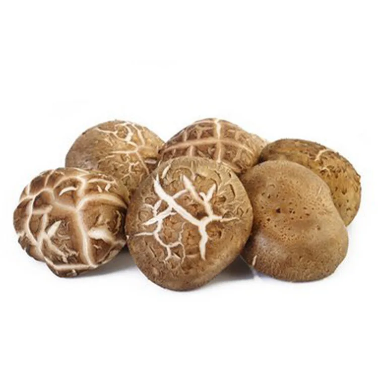 
Factory supplying wholesale fresh shiitake mushroom 