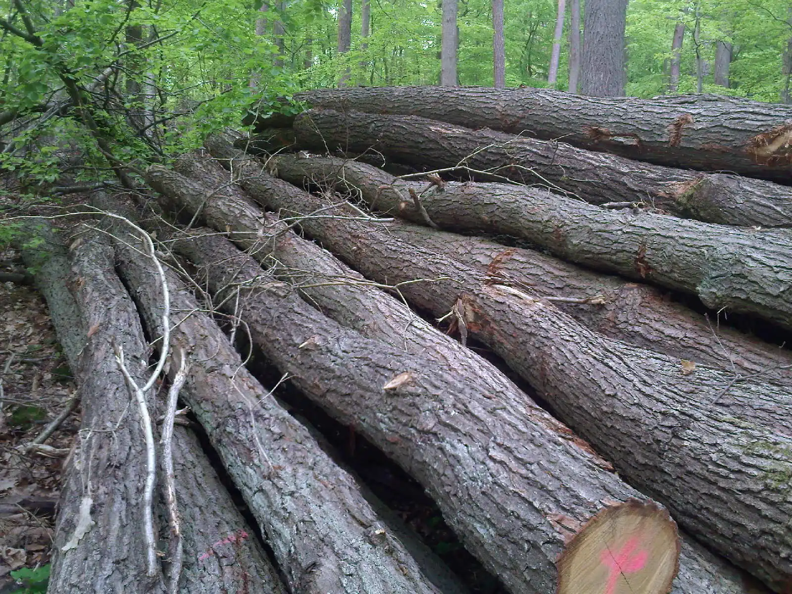 luxury wooden designs couch genuine modern home fu