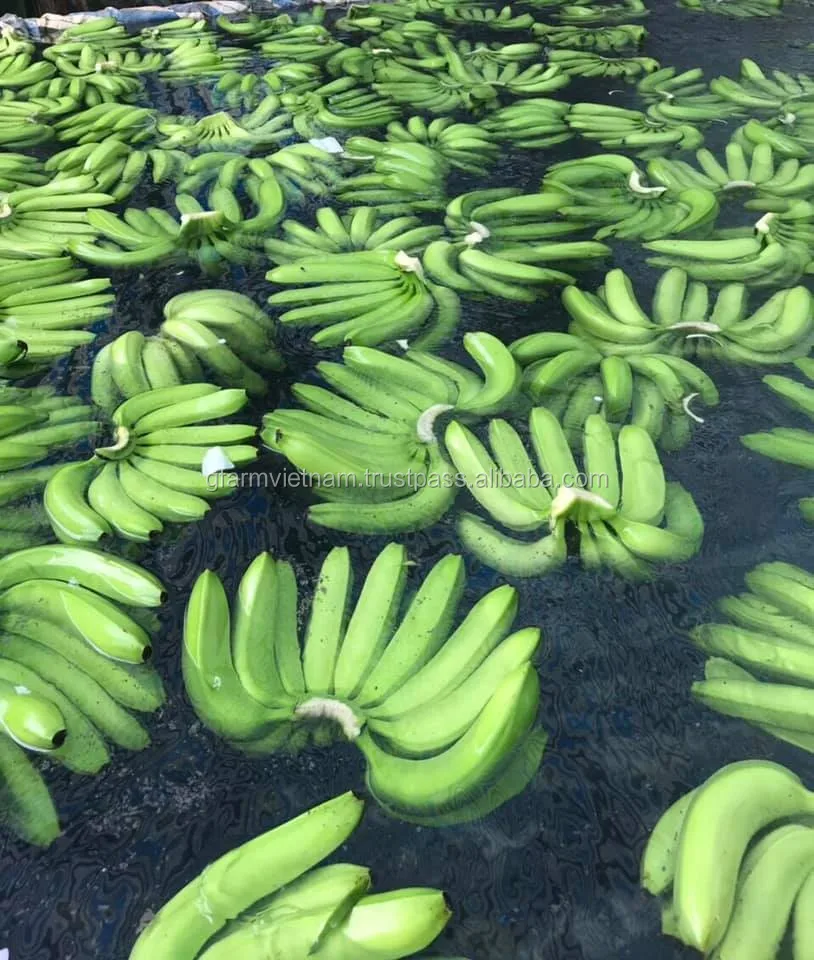 
SEASON 2020 fresh banana prices for sales origin from Vietnam 