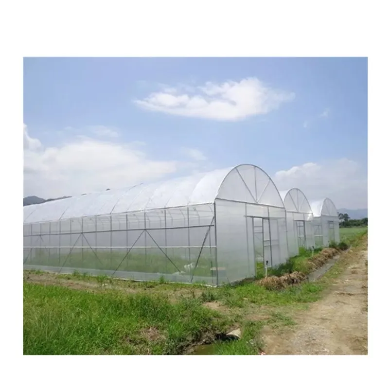 
Single Span Hydroponic Growing System Greenhouse with Plastic Film 