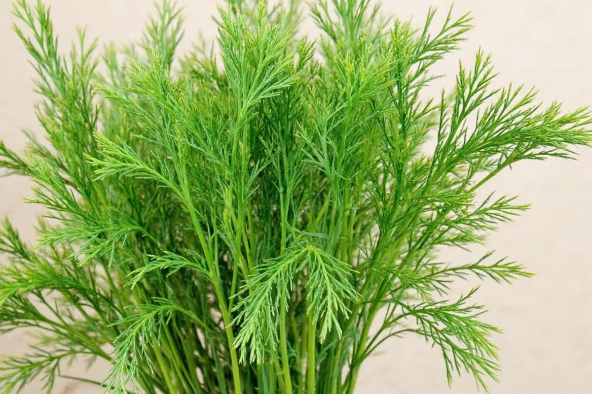 how to care for dill plant