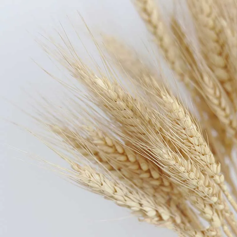 Zhuoou Wholesale Natural Dried Wheat Grass Dried Wheat Decor Flower