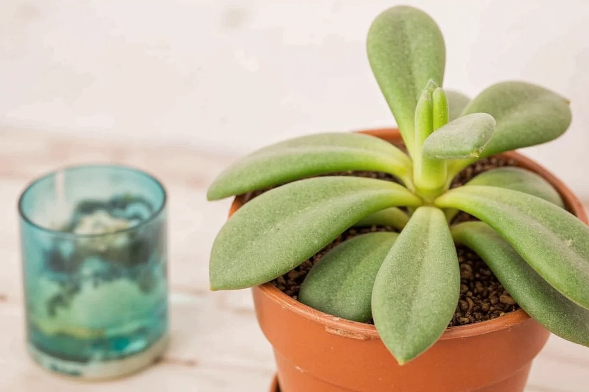 how to water a succulent plant