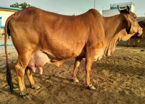 
Sahiwal cows livestock cattle 
