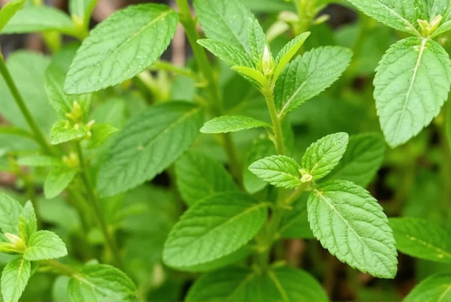 McCormick marjoram jar