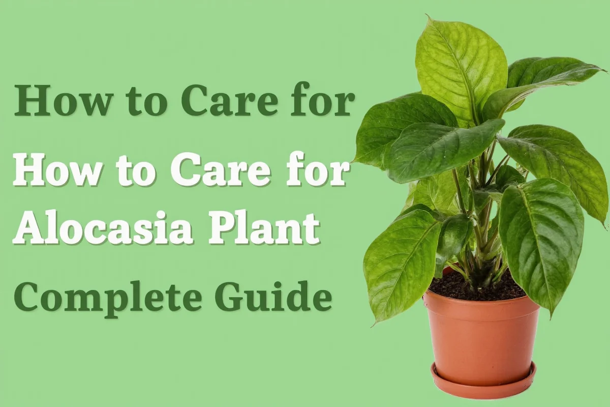 how to care for alocasia plant