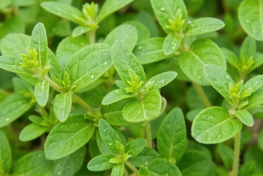 Marjoram decorative bundle