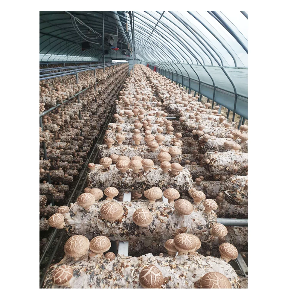 
Factory shiitake mushroom spawn sticks logs supplier for fresh shiitake mushroom 