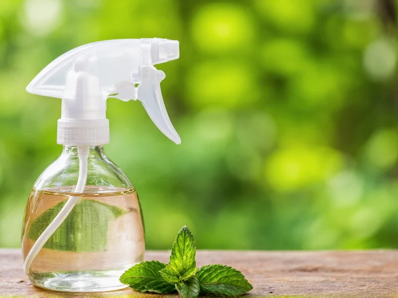 Homemade peppermint mouse repellent in spray bottle