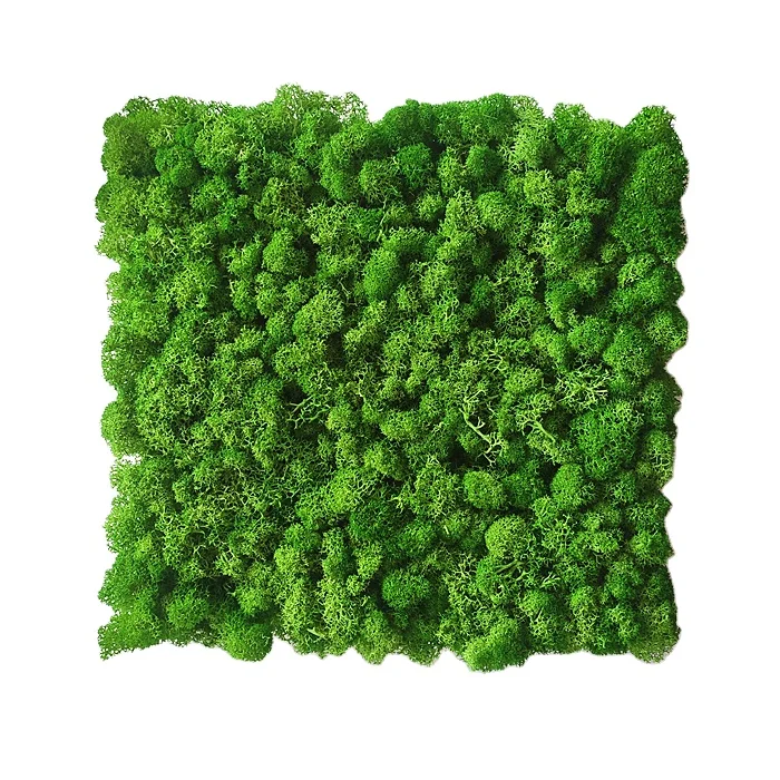 

QSLHFH-1168 Wholesale Preserved Sheet Moss Decorative Moss Wall Panel Preserved, Various colour