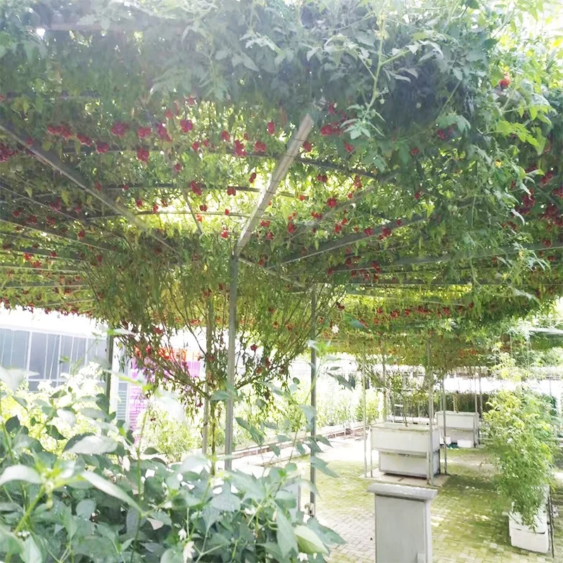 
Supply Hybrid High Quality Hot Sale Tomato Tree Seeds In China 