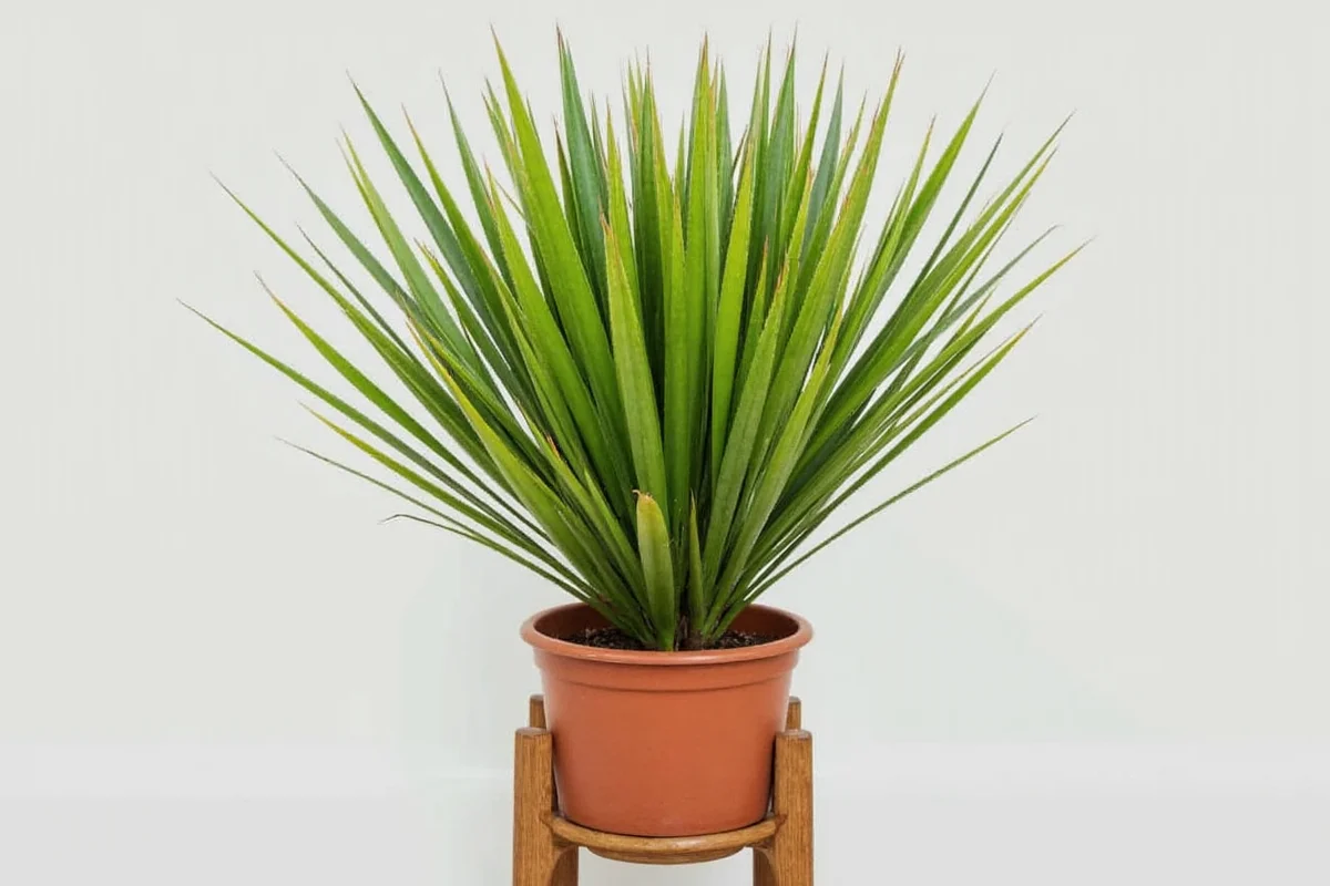 how to take care of a yucca plant