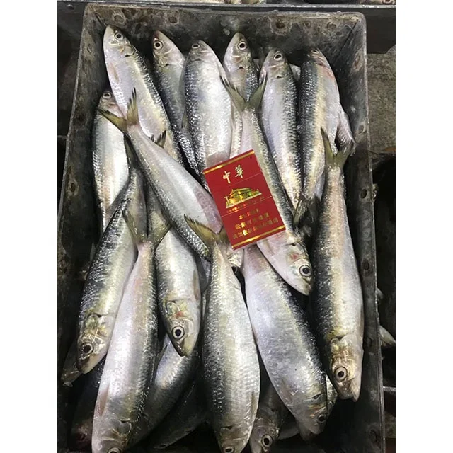 Good Quality Frozen Wr Sardine Fish For Sale Markets - Buy ...
