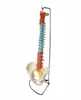 Medical anatomical model Colour spinal model Human skeleton model