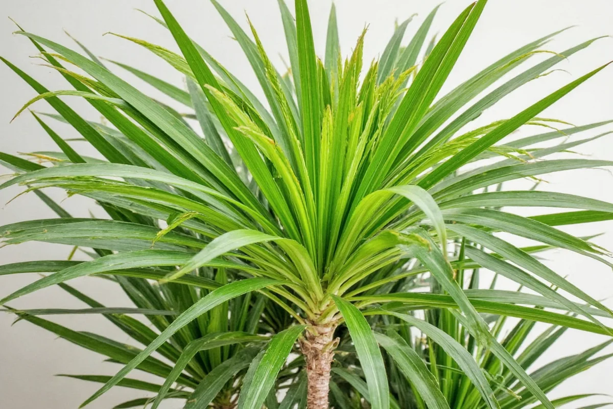 how to care for a majesty palm plant