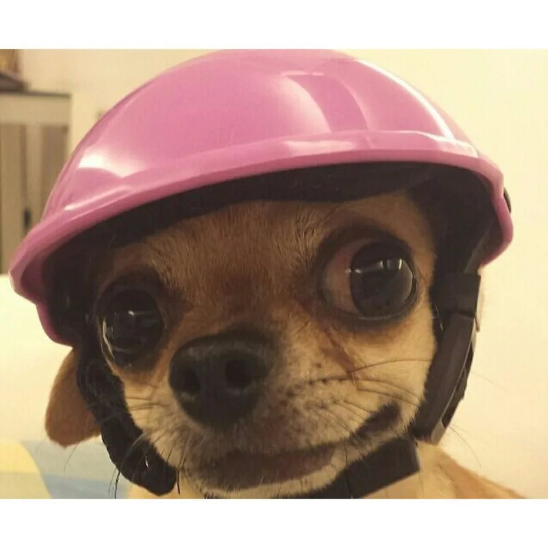 

QY adjustable pet accessories dog helmet, Picture