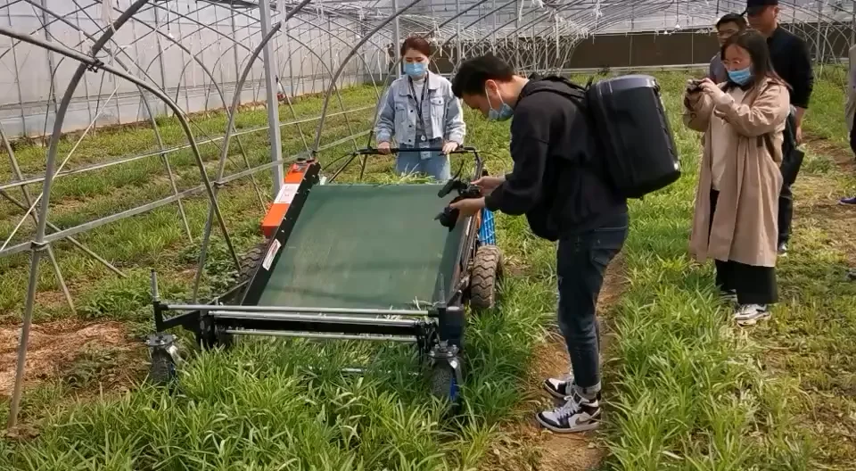 Professional Oregano Coriander Harvesting Machine/ Energy Saving Sage