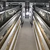fully automatic 4 tier chicken layer cage by robot welding technology is the first factory in the field of animal husbandry