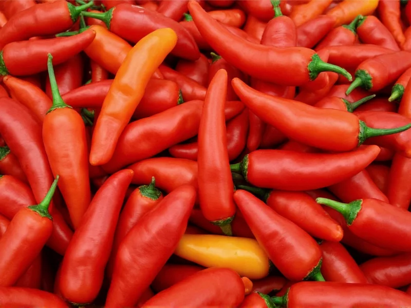 How Hot Are Habanero Peppers? 100,000-350,000 SHU Explained
