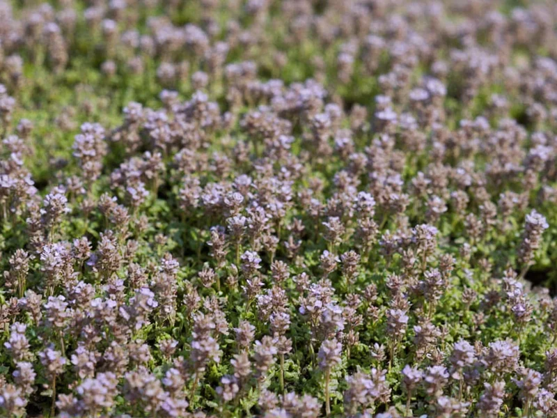 Creeping Thyme Elfin: Complete Growing Guide & Care Tips