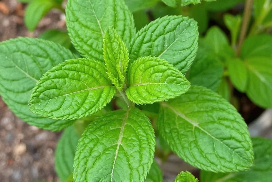 Ginger mint plant showing purple-veined leaves and square stem