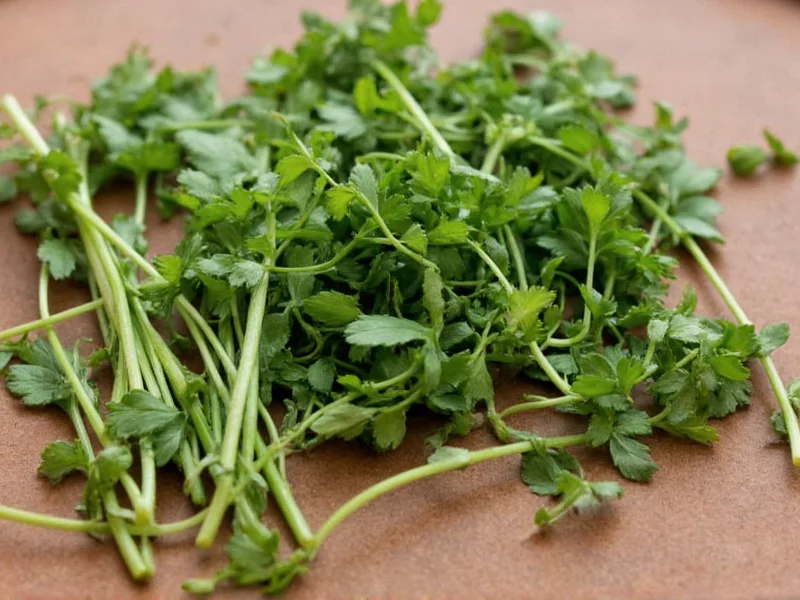 Essential Herbs for Soups: Complete Flavor Guide