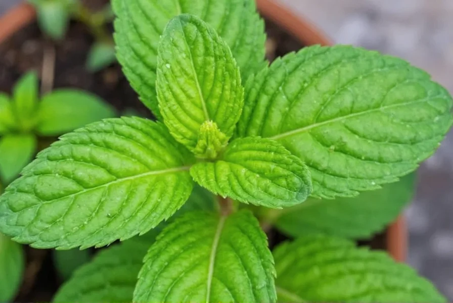 Side-by-side comparison of ginger mint leaves next to spearmint and peppermint showing differences in leaf shape and coloration