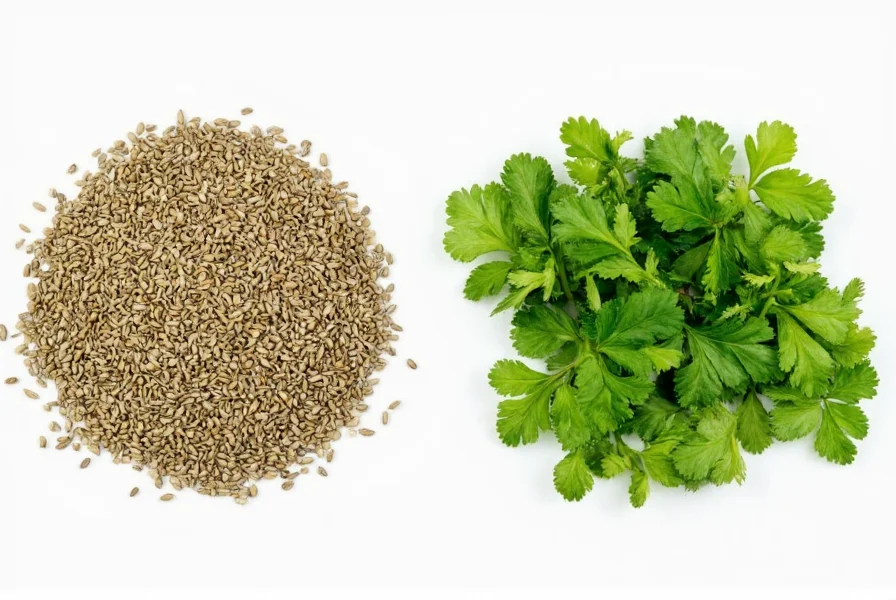Proper storage methods for coriander seeds and fresh cilantro in kitchen containers