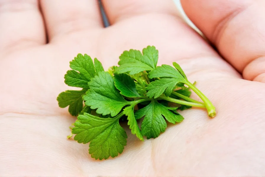 Infographic-style fun facts about cilantro