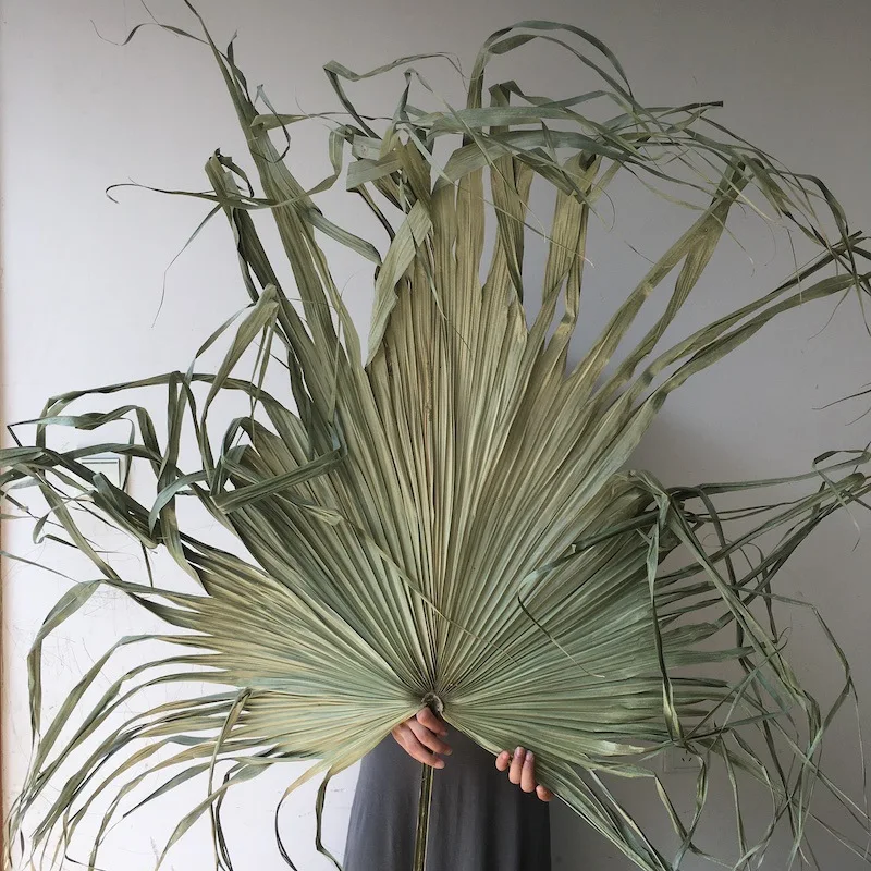 A997 Wild Decorative Small Pink White Dried Tropical Palm Fan Leaf