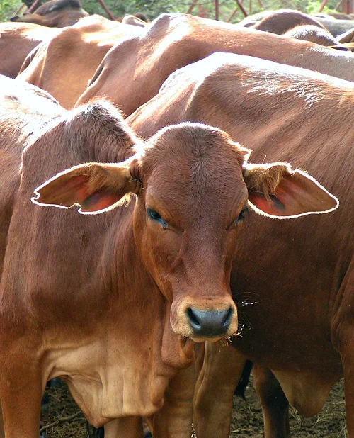 
Sahiwal cows livestock cattle 