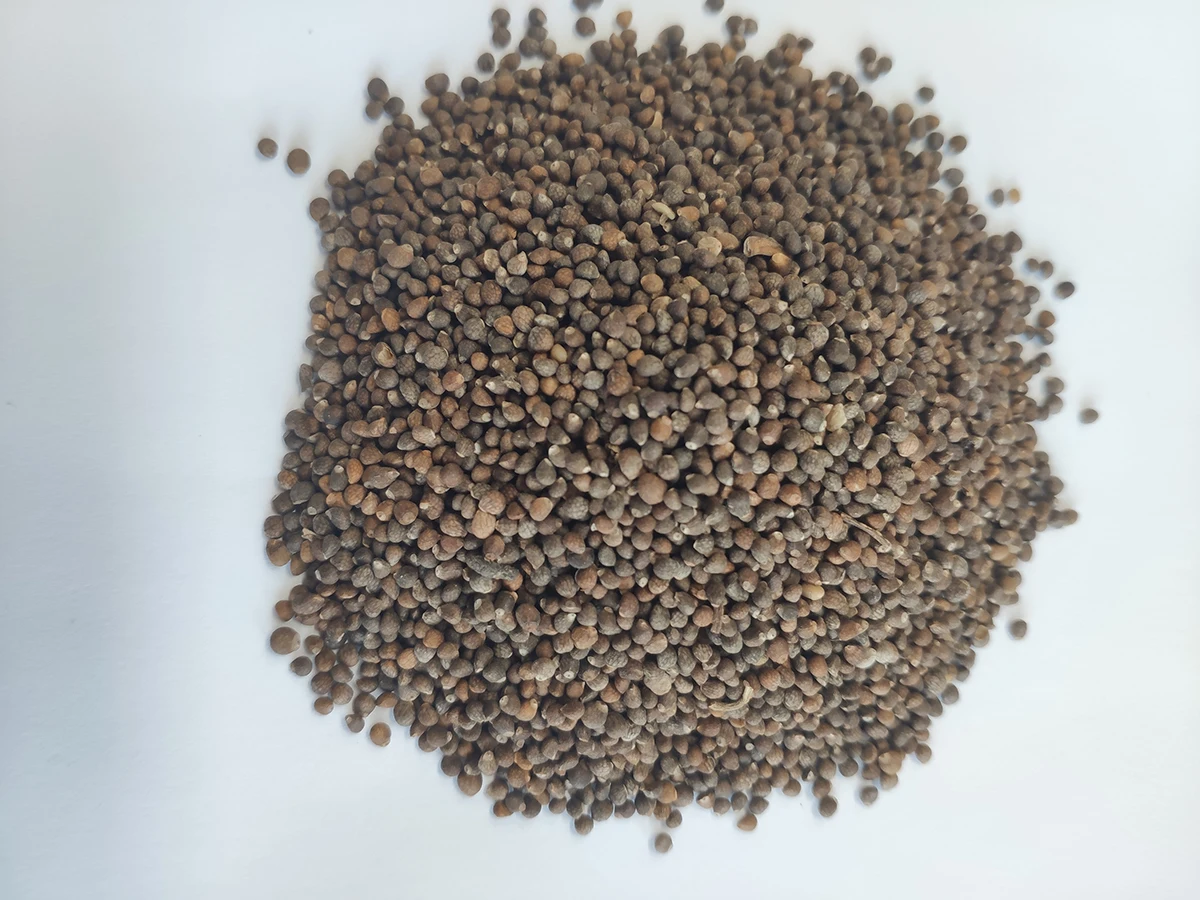 高品质的白色紫苏种子低价销售紫苏种子