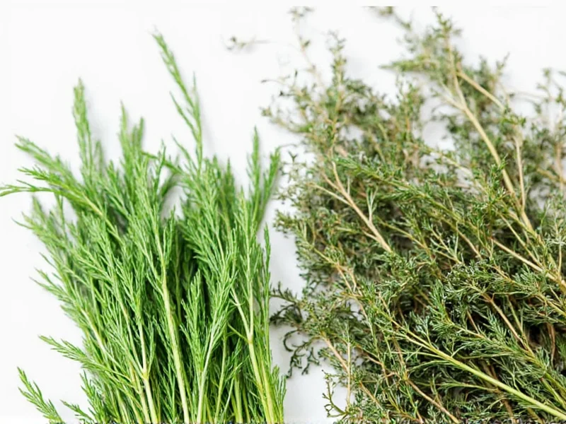 Fresh vs Dried Dill: Key Differences & Best Uses