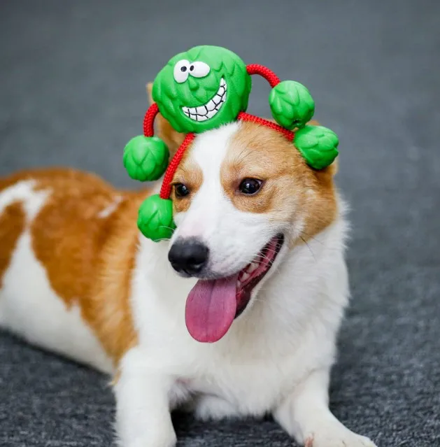 耐用的做声音橡胶狗咀嚼玩具任何狗