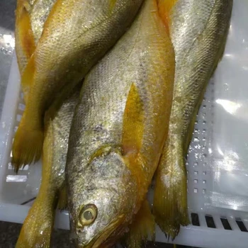 yellow croaker images