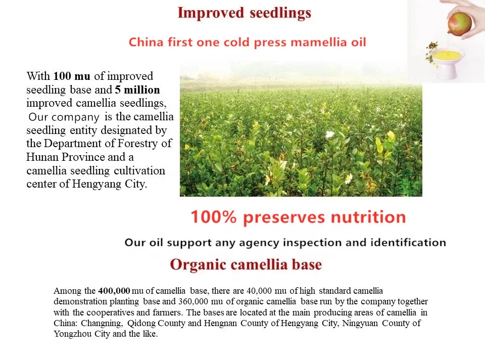 
100% pure camellia seed oil without chemical fertilizers and pesticides camelia seed oil 