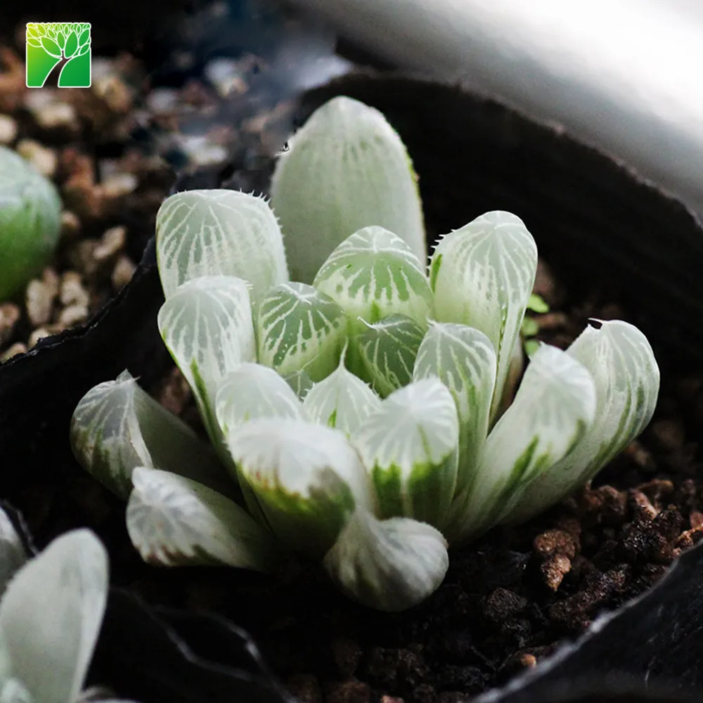 
Low price wholesale succulent plants natural Haworthia cooper i 