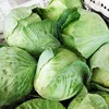 fresh cabbage supplier for singapore korea japan malaysia/china red cabbage