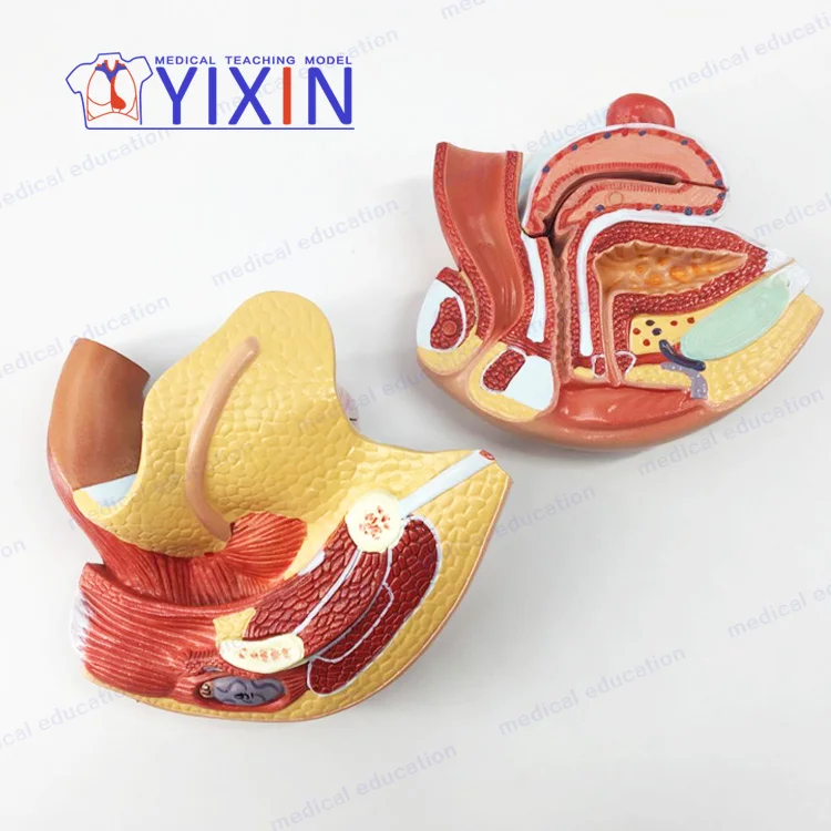 
Authentic female internal genital model uterus ovary reproductive structure genital anatomical model 