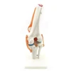 Medical science subject human knee joint model