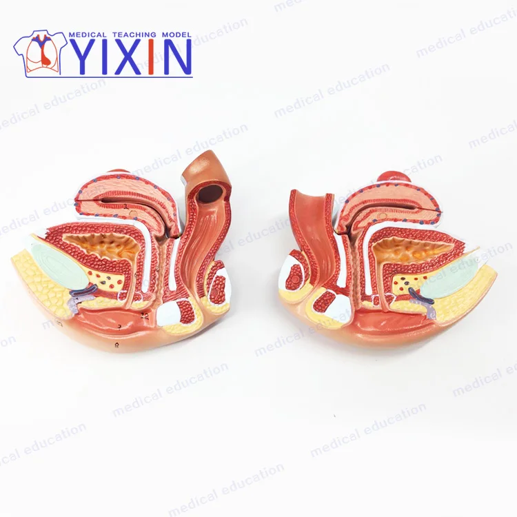 
Authentic female internal genital model uterus ovary reproductive structure genital anatomical model 