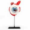 GelsonLab HSBM-191 35parts 14cm Eye Anatomy Model DIY Eye model toys