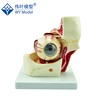 PVC Anatomical Detachable Giant Eye Model With Orbit 10 Parts, Medical Eyeball Model
