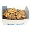 wholesale fresh ginger/have own workshops/ number one ginger