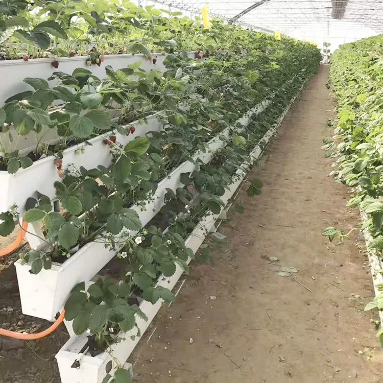 
NFT Planting Hydroponic strawberry gutter Growing System for Agriculture Irrigation (single whole)  (62095716212)