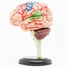 GelsonLab HSBM-170 Plastic 4D Master Human Brain Model DIY brain model 32parts