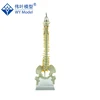40cm Flexural Vertebral Column With Pelvis And Femur Heads Model