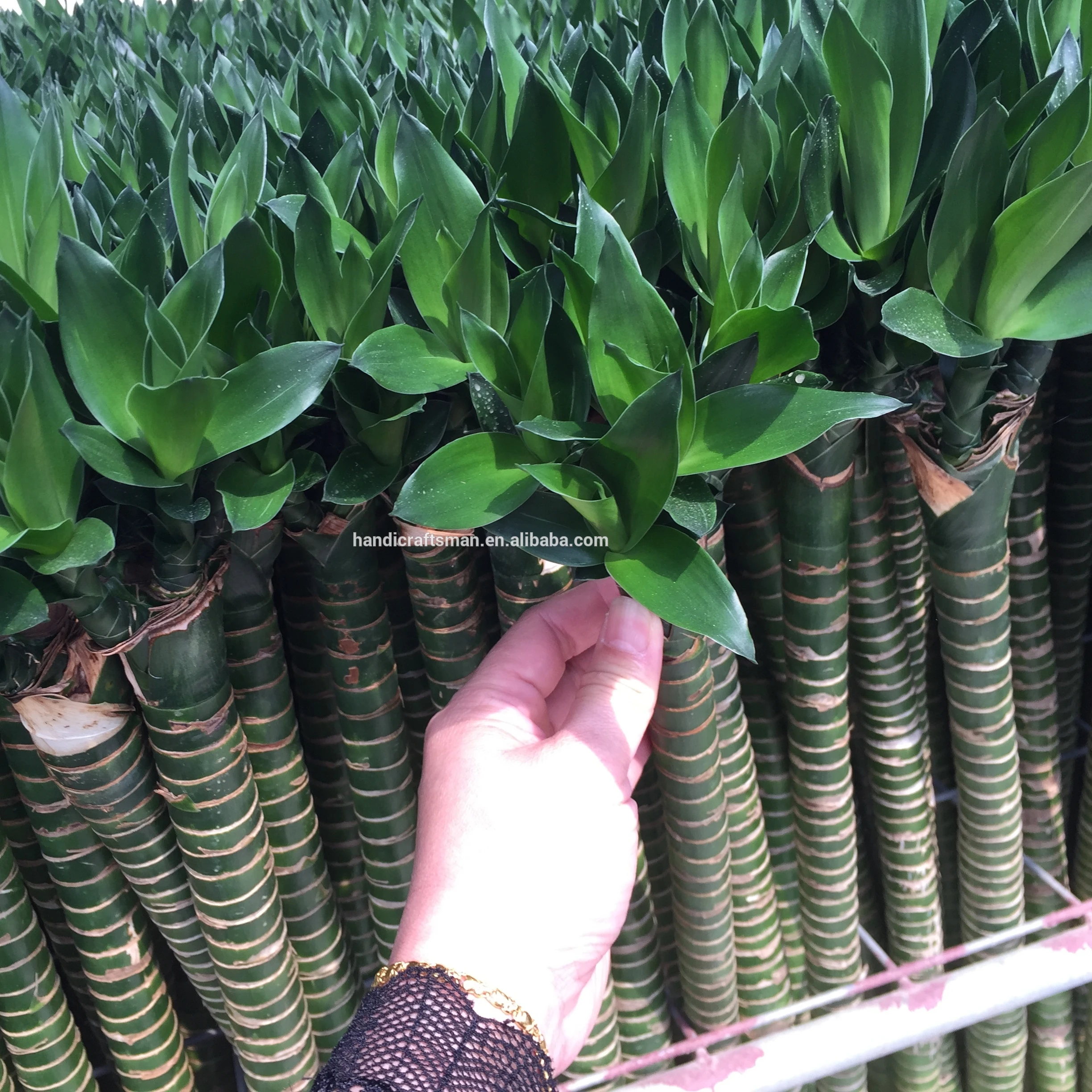 
factory price dracaena sanderiana chinese indoor live aquatic potted plants lotus lucky bamboo 